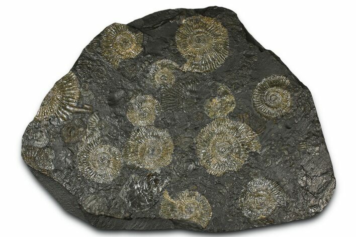 Fossil Ammonite Cluster - Posidonia Shale, Germany #368175